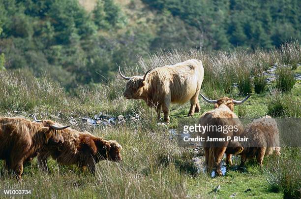 highland cattle - james p blair stock pictures, royalty-free photos & images
