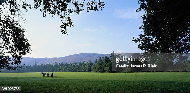 horses in meadow - james foto e immagini stock