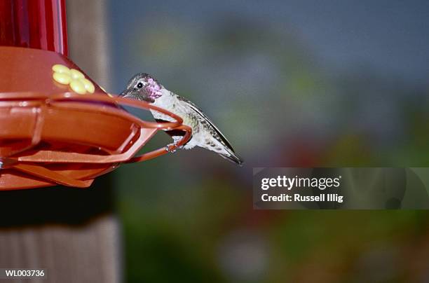 hummingbird and feeder - russell imagens e fotografias de stock