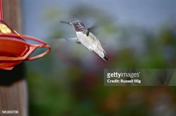 hummingbird and feeder - russell stock pictures, royalty-free photos & images