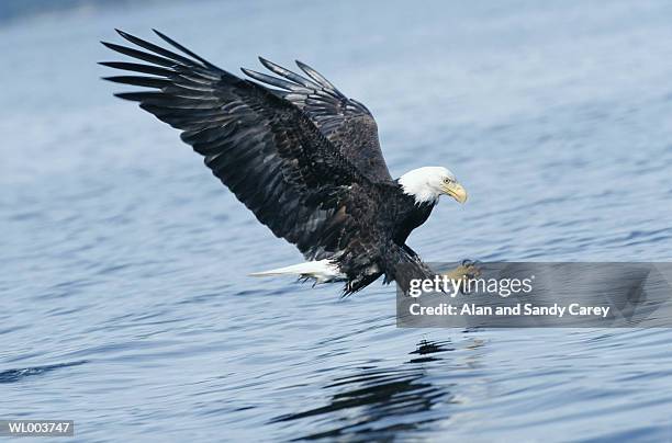 bald eagle (haliaetus leucocephalus) diving for fish - for stock-fotos und bilder