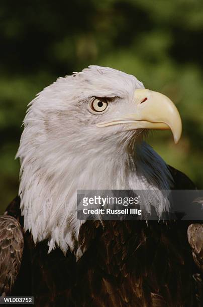 american bald eagle - russell imagens e fotografias de stock
