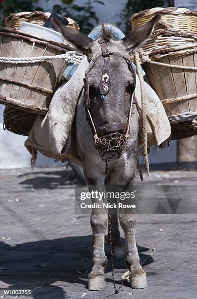 beast of burden - werkdier stockfoto's en -beelden