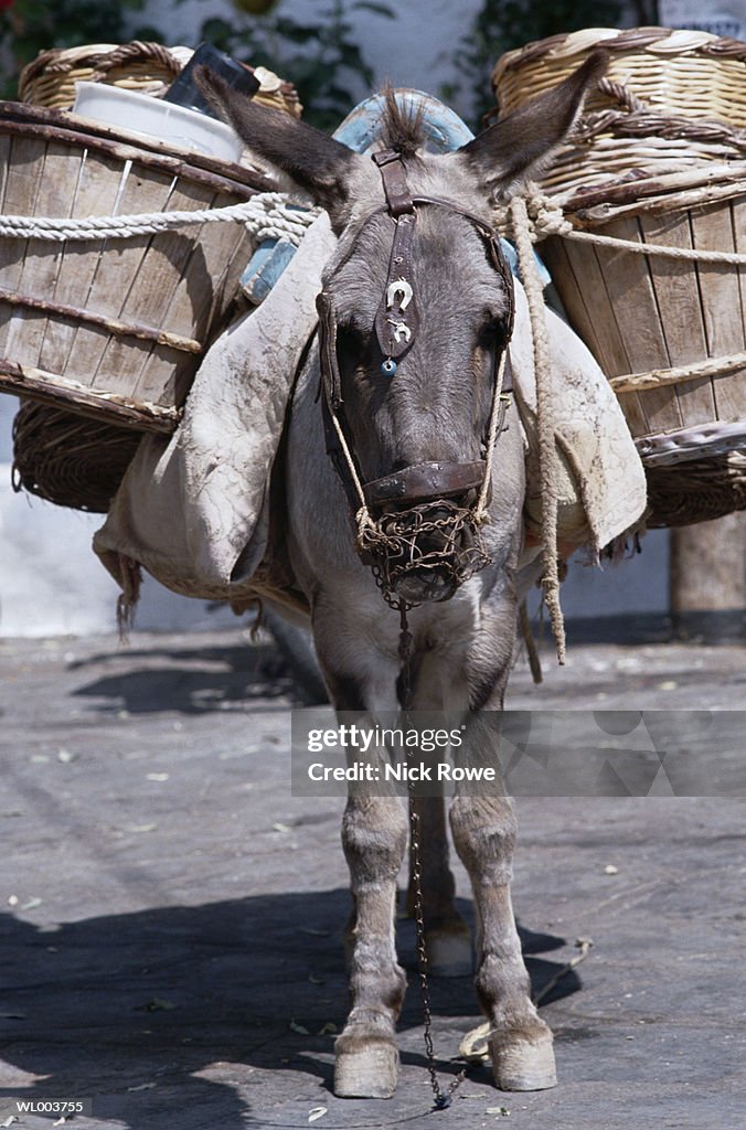 Beast Of Burden High-Res Stock Photo - Getty Images