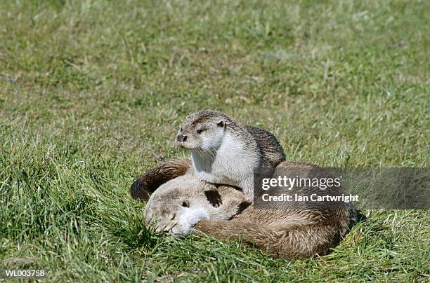 otters - grupo pequeno de animais - fotografias e filmes do acervo