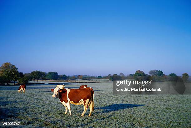 grazing cows - grupo pequeno de animais - fotografias e filmes do acervo