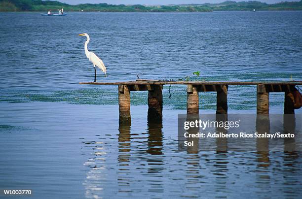 heron by pier - messico centrale foto e immagini stock