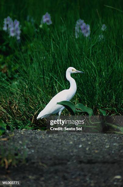 heron standing among grass - messico centrale foto e immagini stock