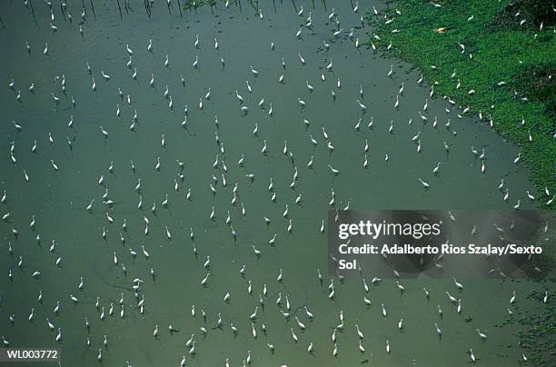 wading herons - thousands of seized guns are melted at the los angeles county sheriffs office annual gun melt stockfoto's en -beelden