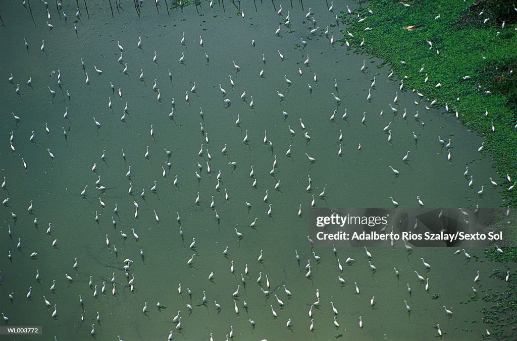 Wading Herons
