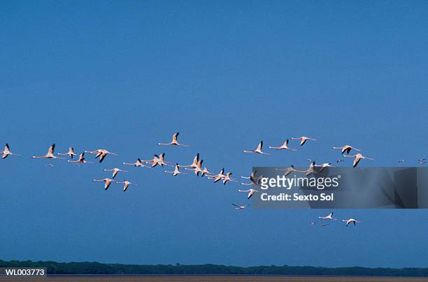 flying flamingos - freshwater bird - fotografias e filmes do acervo
