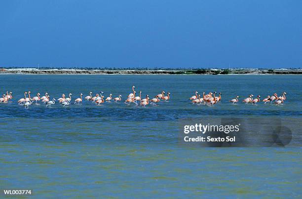 flamingos - freshwater bird - fotografias e filmes do acervo