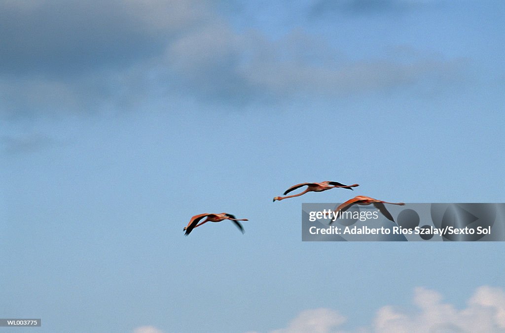 Flying Flamingos