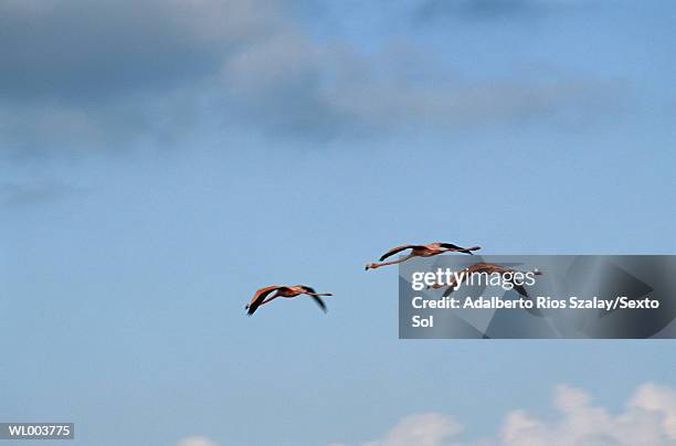 flying flamingos - grupo pequeno de animais - fotografias e filmes do acervo