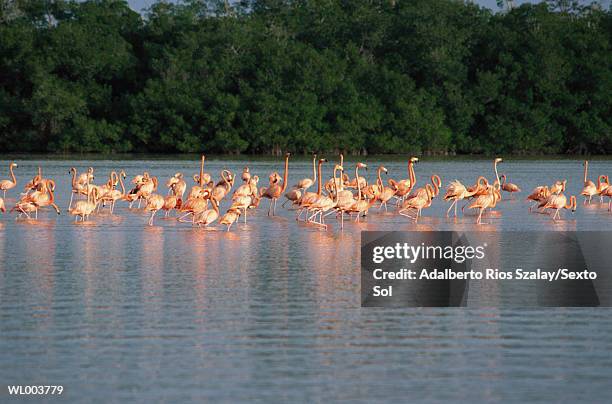 flamingos - freshwater bird - fotografias e filmes do acervo