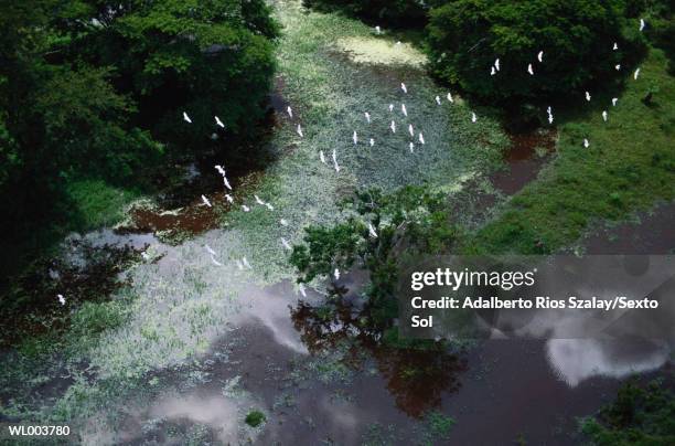 herons in flight - messico centrale foto e immagini stock