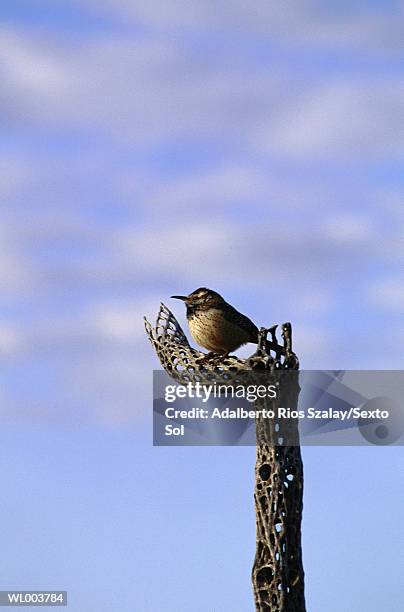 bird on branch - northern mexico stock pictures, royalty-free photos & images