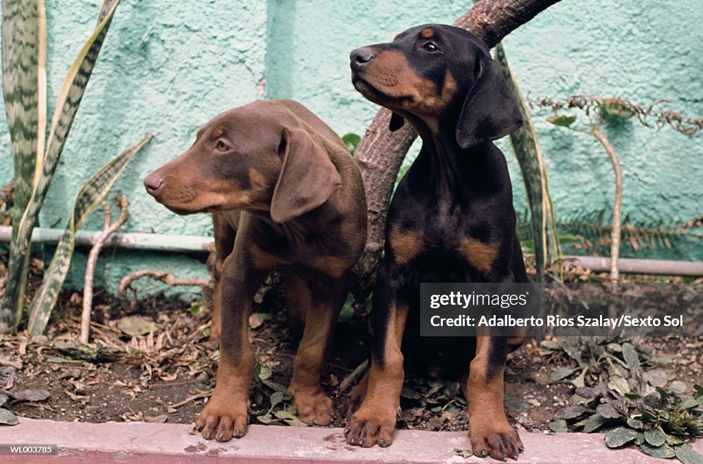Doberman Puppies