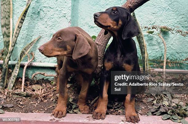 doberman puppies - animal stage bildbanksfoton och bilder