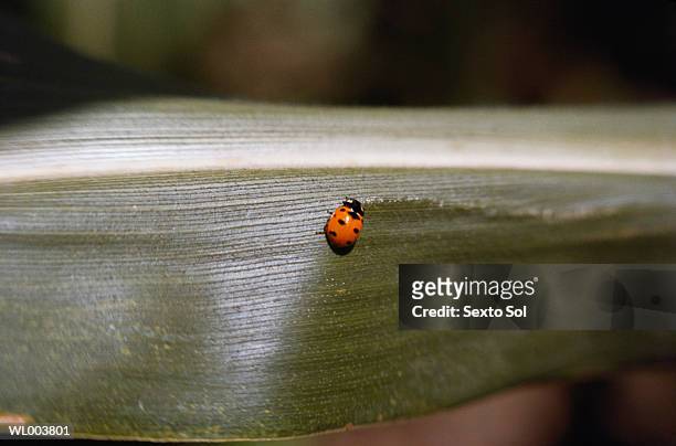 ladybug close-up - premiere of warner bros pictures kong skull island stockfoto's en -beelden