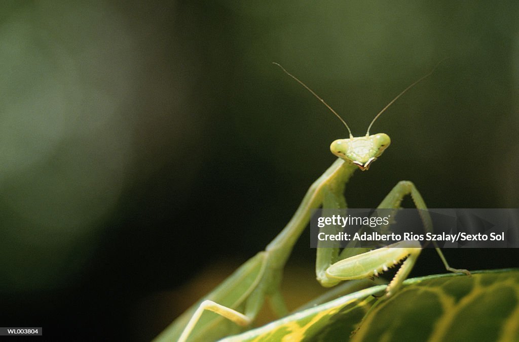 Praying Mantis