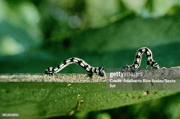 measuringworms - animal stage stock pictures, royalty-free photos & images