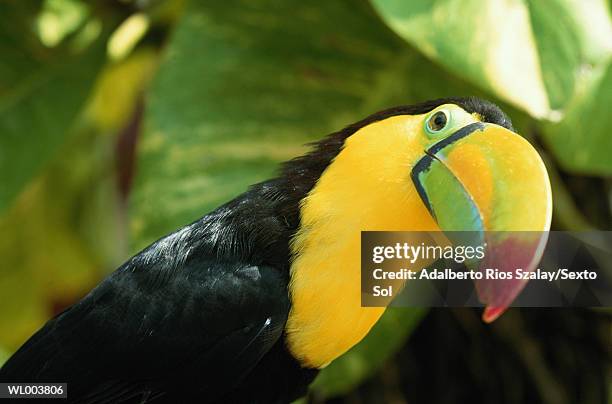 toucan portrait - keel billed toucan stock pictures, royalty-free photos & images