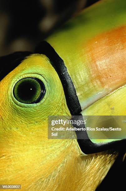 toucan eye - keel billed toucan stock pictures, royalty-free photos & images