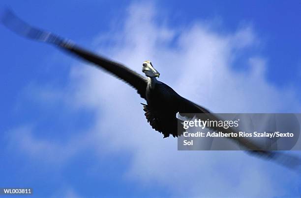 pelican in flight - ökologisches reservat stock-fotos und bilder