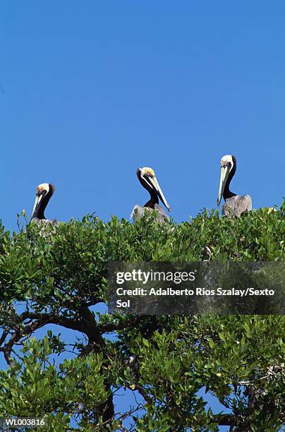 pelicans sitting in trees - kleine groep dieren stockfoto's en -beelden