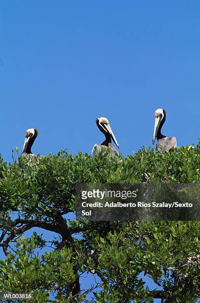 pelicans sitting in trees - freshwater bird - fotografias e filmes do acervo