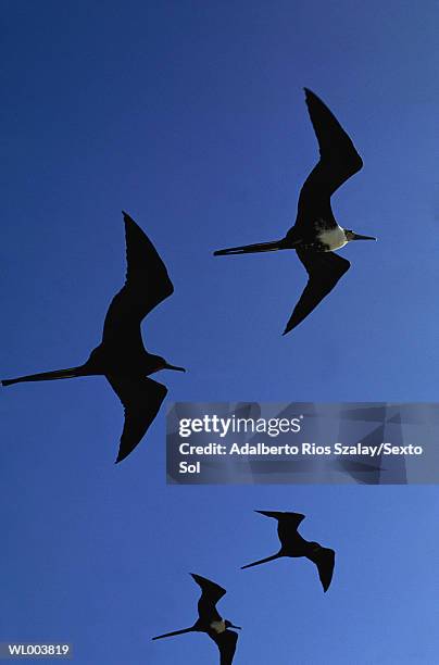 flying sea gulls - grupo pequeno de animais - fotografias e filmes do acervo