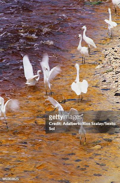 herons - freshwater bird - fotografias e filmes do acervo