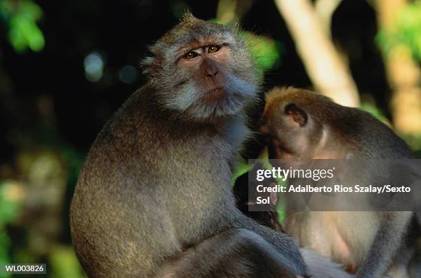 langurs - animal stage stock pictures, royalty-free photos & images
