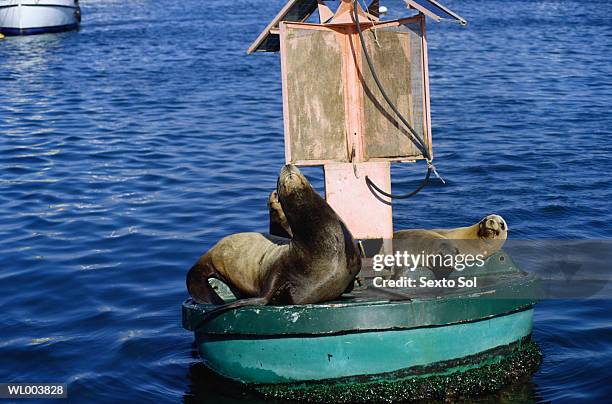 seals on buoy - grupo pequeno de animais - fotografias e filmes do acervo