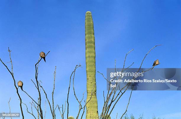 birds in sonoran desert - phallus shaped stock pictures, royalty-free photos & images