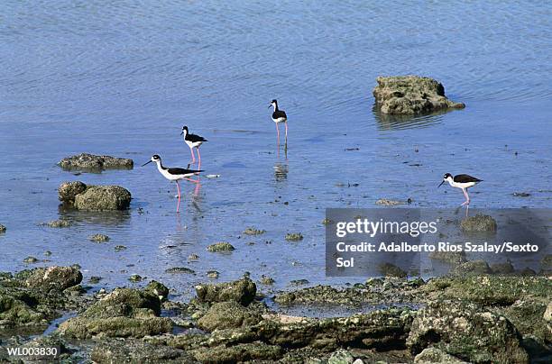 black-necked stilt - grupo pequeno de animais - fotografias e filmes do acervo
