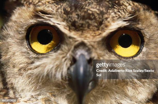 owl close-up - northern mexico stock pictures, royalty-free photos & images