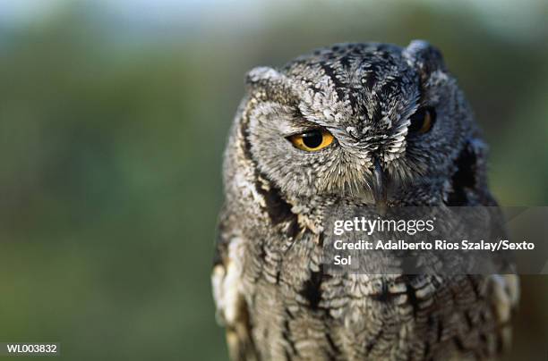 owl close-up - northern mexico stock pictures, royalty-free photos & images