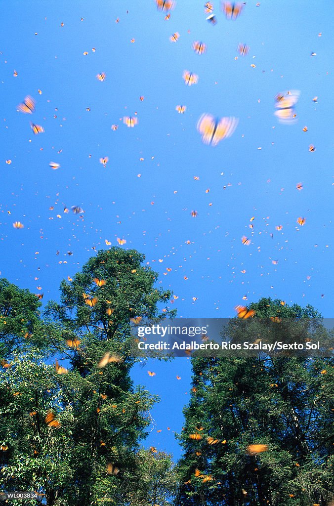 Monarch butterflies (Danaus plexippus) flying (blurred motion)
