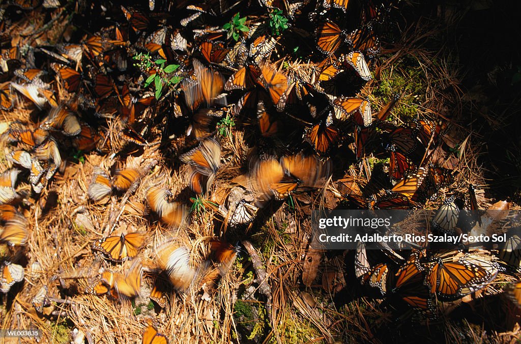 Monarch Butterflies