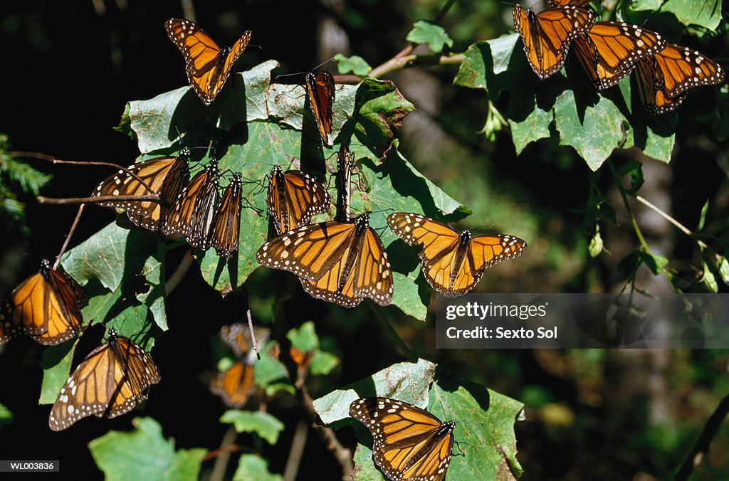 Monarch Butterflies
