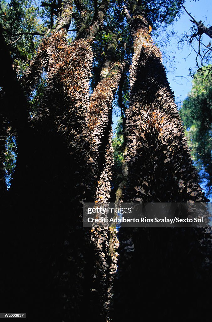 Monarch Butterflies on Tree