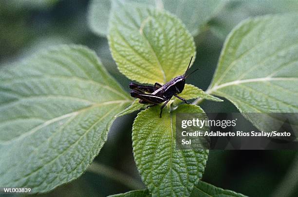 Grasshopper High-Res Stock Photo