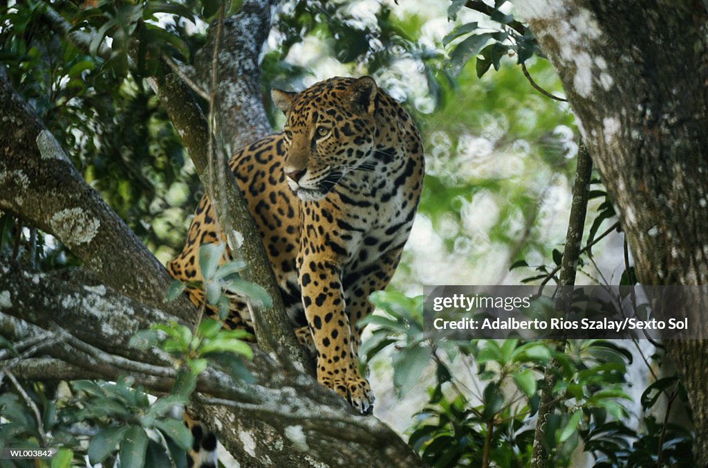 Jaguar in Tree