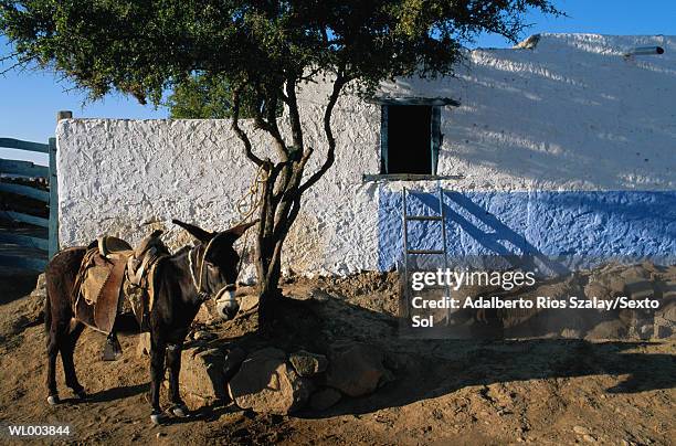 donkey, maguey - central mexico stock pictures, royalty-free photos & images