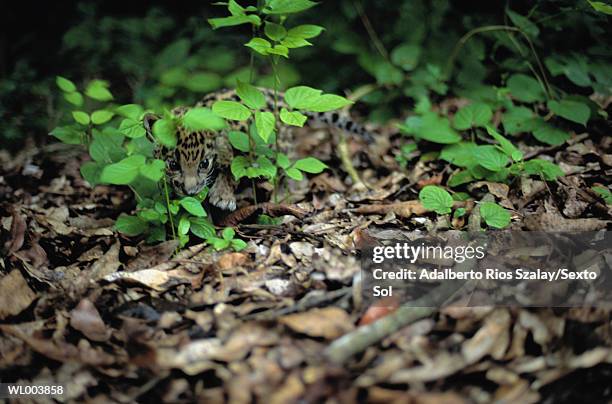 jaguar cub, chiapas - animal stage stock pictures, royalty-free photos & images