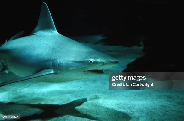 sand bar shark - elasmobranch stockfoto's en -beelden