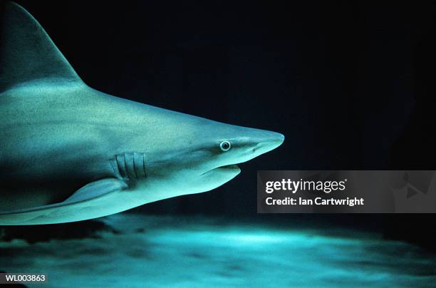 sand bar shark - elasmobranch stockfoto's en -beelden