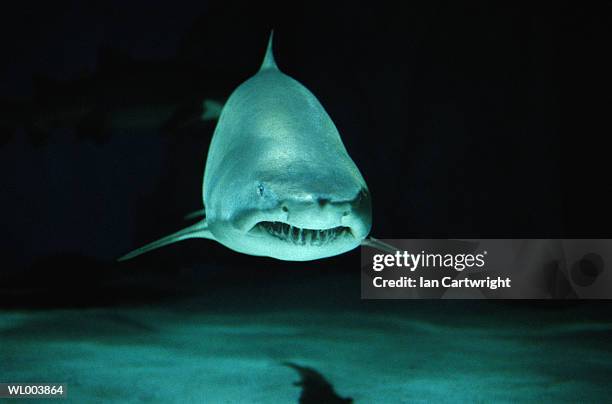 sand tiger shark - requin tigre des sables photos et images de collection